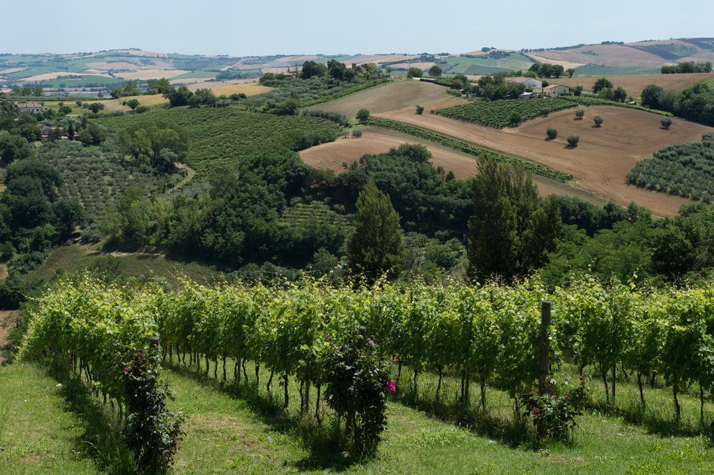 Poggio Montali Villa Monte Roberto Eksteriør billede